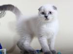 Cortny blue point Scottish fold female kitten - Scottish Fold Cat For Sale - Hollywood, FL, US