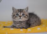 Cleopatra Scottish straight female kitten - Scottish Straight Cat For Sale - Hollywood, FL, US