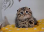 Iris Scottish fold male kitten - Scottish Fold Cat For Sale - Hollywood, FL, US