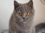 Arina Scottish straight female kitten - Scottish Straight Cat For Sale - Hollywood, FL, US