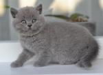 Bambino show quality Scottish straight - Scottish Straight Cat For Sale - Hollywood, FL, US