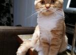 TavaniPaws Toffee - Scottish Fold Cat For Sale - Seattle, WA, US