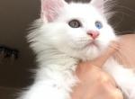 Angelika purebred Maine Coon with oddeyed eyes - Maine Coon Cat For Sale - Hollywood, FL, US