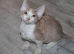 Juno Devon Rex male kitten in a creamy and white - Devon Rex Cat For Sale - Miami, FL, US