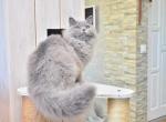 Anita British semi longhair female kitten - British Shorthair Cat For Sale - Miami, FL, US