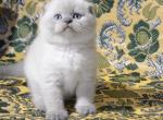 Miha color point Scottish fold male - Scottish Fold Cat For Sale - Hollywood, FL, US