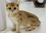 Loki Golden chinchilla female kitten - British Shorthair Cat For Sale - Miami, FL, US