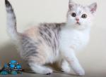 Caren attractive Scottish straight female kitten - Scottish Straight Cat For Sale - Hollywood, FL, US