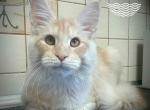 Orbet creamy color Maine Coon male - Maine Coon Cat For Sale - Hollywood, FL, US