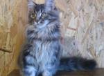 Milo blue marble Maine Coon male cat - Maine Coon Cat For Sale - Hollywood, FL, US