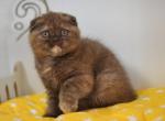 Chloe chocolate Scottish fold female - Scottish Fold Cat For Sale - Hollywood, FL, US