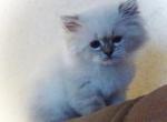 CFA Registered Male Blue Point Himalayan Kitten - Himalayan Cat For Sale - Perry, FL, US