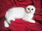 Nadin Scottish fold chinchilla female - Scottish Fold Cat For Sale - Hollywood, FL, US