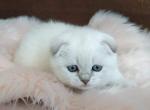 Gabby color point female Scottish fold - Scottish Fold Cat For Sale - Hollywood, FL, US