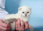 Mimi Scottish fold color point Scottish - Scottish Fold Cat For Sale - Hollywood, FL, US