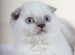 Simon Scottish fold color point male kitten - Scottish Fold Cat For Sale - Hollywood, FL, US