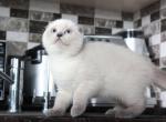 Katy Scottish fold color point female kitten - Scottish Fold Cat For Sale - Hollywood, FL, US