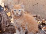 Metric red color Maine Coon kitten - Maine Coon Cat For Sale - Hollywood, FL, US