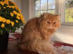 Available exstreme profile purebred Persian - Persian Cat For Sale - Sheridan, MI, US
