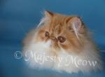 Marselle - Persian Cat For Sale - Yucca Valley, CA, US