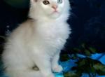 Artem white color Maine Coon male - Maine Coon Cat For Sale - Hollywood, FL, US