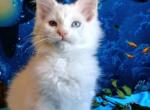 Arture white color Maine Coon kitten - Scottish Fold Cat For Sale - Hollywood, FL, US