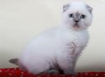 Bella color point Scottish fold female - Scottish Fold Cat For Sale - Hollywood, FL, US