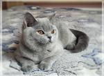 Batman British shorthair male kitten - British Shorthair Cat For Sale - Miami, FL, US