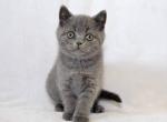 George British shorthair male kitten - Brazilian Shorthair Cat For Sale - Miami, FL, US