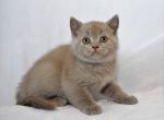 Dexter lilac color British shorthair male - British Shorthair Cat For Sale - Miami, FL, US