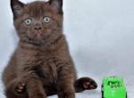 Jake chocolate color Brirish shorthair male kitten - British Shorthair Cat For Sale - Miami, FL, US