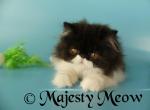 Felix - Persian Cat For Sale - Yucca Valley, CA, US