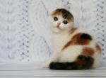 Bosca Scottish fold female kitten - Scottish Fold Cat For Sale - Hollywood, FL, US