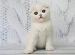 Belle white color Scottish fold male - Scottish Fold Cat For Sale - Hollywood, FL, US