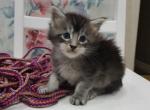 Fillin Maine Coon male kitten - Maine Coon Cat For Sale - Hollywood, FL, US