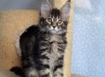 King Maximilian Maine Coon kitten black marble - Maine Coon Cat For Sale - Hollywood, FL, US