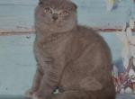 Damirco lilac color Scottish fold - Scottish Fold Cat For Sale - Hollywood, FL, US