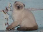 Winnie blue point Scottish fold male - Scottish Fold Cat For Sale - Hollywood, FL, US