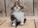 Hugoboss Scottish fold longhair male kitten - Scottish Fold Cat For Sale - Hollywood, FL, US