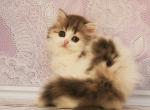 Butterfly Scottish straight female kitten - Scottish Straight Cat For Sale - Hollywood, FL, US