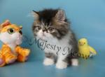 Bozeman - Persian Cat For Sale - Yucca Valley, CA, US