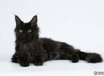 Ilam solid black color Maine Coon - Maine Coon Cat For Sale - Hollywood, FL, US