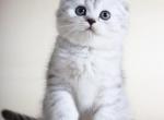 John Snow chinchilla Scottish fold - Scottish Fold Cat For Sale - Hollywood, FL, US