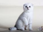 Snowball chinchilla color Scottish fold male - Scottish Fold Cat For Sale - Hollywood, FL, US