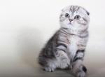 Alaina black marble Scottish fold female kitten - Scottish Fold Cat For Sale - Hollywood, FL, US