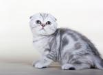 Sabrina silver marble tortie Scottish fold female - Scottish Fold Cat For Sale - Hollywood, FL, US