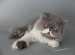 Mosha - Persian Cat For Sale - Yucca Valley, CA, US