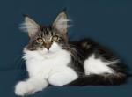 Mody Maine Coon black marble in white - Maine Coon Cat For Sale - Hollywood, FL, US