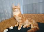 William red marble Maine Coon male - Maine Coon Cat For Sale - Hollywood, FL, US