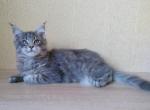 Asia blue tiger Maine Coon kitten - Maine Coon Cat For Sale - Hollywood, FL, US